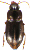 Selenophorus (Celiamorphus) barbadensis Ball & Shpeley, 1992