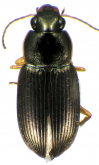 Selenophorus (Celiamorphus) discopunctatus Dejean, 1829