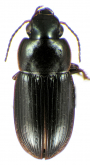 Selenophorus (Celiamorphus) latior Darlington, 1934