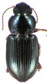 Selenophorus (Celiamorphus) solitarius Darlington, 1934