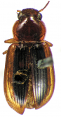 Selenophorus (Selenophorus) dubius Putzeys, 1878