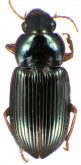 Selenophorus (Selenophorus) flavilabris cubanus Darlington, 1935