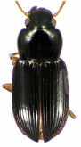Selenophorus (Selenophorus) nonseriatus Darlington, 1934