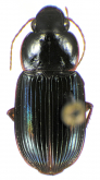Selenophorus (Selenophorus) cf. opalinus (Leconte, 1863)