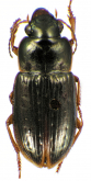 Selenophorus (Selenophorus) palliatus (Fabricius, 1798)