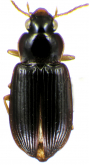 Selenophorus (Selenophorus) parvus Darlington, 1934