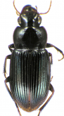 Selenophorus (Selenophorus) propinquus Putzeys, 1874