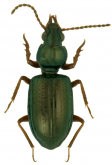 Semiardistomis viridis (Say, 1823)