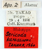 Sericoda ceylonica (Motschulsky, 1859) as karasawai Tanaka, 1960
