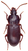Setalimorphus punctiventris Sloane, 1895