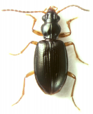 Sinechostictus (Pseudolimnaeum) alesmetana Toledano, 2008