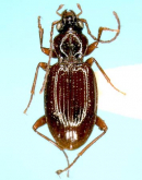 Sinechostictus (Sinechostictus) kyushuensis (Habu, 1957)