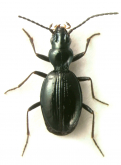 Sinozolus cf. yuae Deuve, 1997