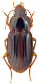 Siopelus (Neosiopelus) angolensis Facchini, 2021