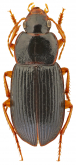 Siopelus (Neosiopelus) irregularis Facchini, 2021