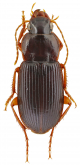 Siopelus (Neosiopelus) opaculus Facchini, 2021
