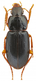 Siopelus (Neosiopelus) pseudoopaculus Facchini, 2021