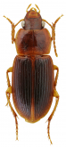 Siopelus (Neosiopelus) pseudowrasei Facchini, 2021