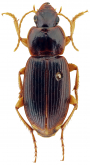 Siopelus (Neosiopelus) transvaalensis Facchini, 2021
