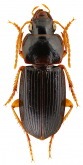 Siopelus (Neosiopelus) wundanyiensis Facchini, 2021