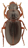 Siopelus (Orinophonus) malawicus Facchini, 2021