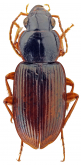 Siopelus (Siopelus) alticola Basilewsky, 1950