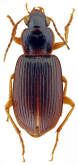 Siopelus (Siopelus) microcephalus Facchini, 2021