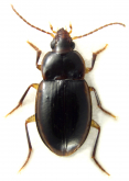 Sloaneana cf. tasmaniae (Sloane, 1915)