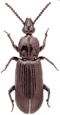 Sloanoglymmius planatus (Lea, 1904)
