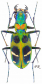 Cicindela (Sophiodela) chinensis flammifera W.Horn, 1921