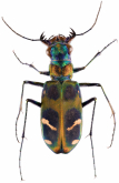 Cicindela (Calochroa) chinensis flammifera W.Horn, 1921