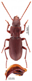 Speluncarius (Speluncarius) anophthalmus Reitter, 1886a: 171