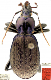 Sphaeroderus multicarinatus Darlington, 1932