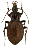 Sphaeroderus bicarinatus (LeConte, 1853)