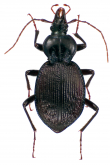 Sphaeroderus canadensis lengi Darlington, 1933