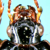 Stenolophus (Astenolophus) asakawaensis Habu, 1973