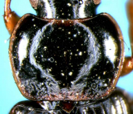 Stenolophus (Astenolophus) asakawaensis Habu, 1973