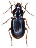 Stenolophus (Astenolophus) karasawai (Tanaka, 1962)