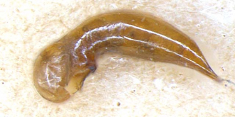 Stenolophus (Astenolophus) karasawai Tanaka, 1962
