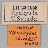 Stenolophus (Astenolophus) shirakii Habu, 1973