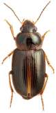 Stenolophus (Egadroma) ovatulus (Bates, 1889)