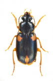 Stenolophus (Egadroma) quinquepustulatus (Wiedemann, 1823)