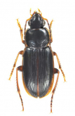 Stenolophus (Stenolophus) castaneipennis Bates, 1873
