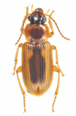 Stenolophus (Stenolophus) connotatus Bates, 1873