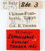 Stenolophus (Stenolophus) kurosai Tanaka, 1962