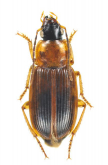 Stenolophus (Stenolophus) propinquus A.Morawitz, 1862
