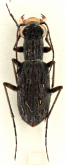 Lophyra (Stenolophyra) canaliculata Werner, 1993