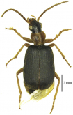 Styphlomerus (Styphlomerinus) fusciceps (Schmidt-Gobel, 1846)