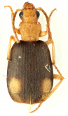 Styphlomerus (Styphlomerus) bimaculatus Hrdlička, 2017