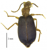Styphlomerus (Styphlomerus) devagiriensis Akhil & Thomas, 2019
